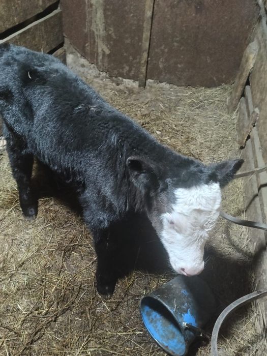 Продается теленок , бычек