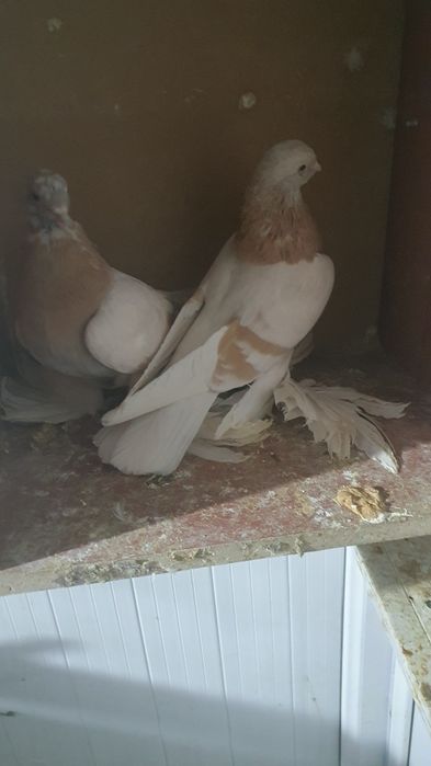 Продается тасманый