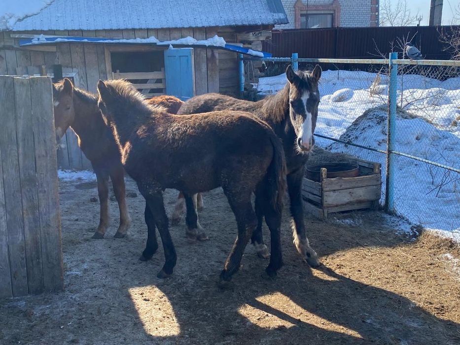 Продам годовалых жеребчиков 2штт.