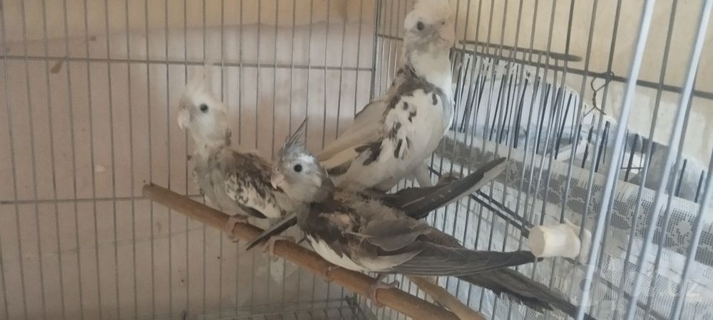 Продаю попугаев "Кореллы"