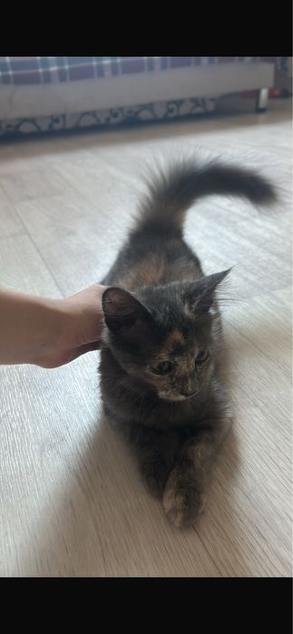 Продам котенка , серого цвета