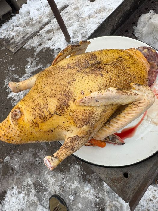 Мясо домашнего гуся