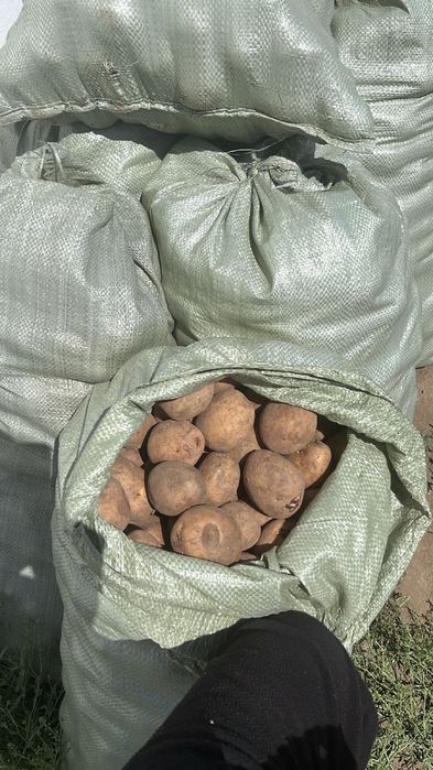 Продам картошку