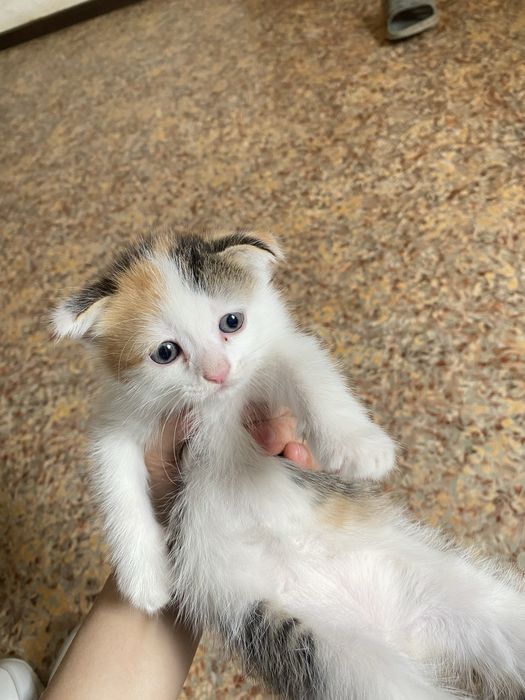 Кошка тегін ұрғашы