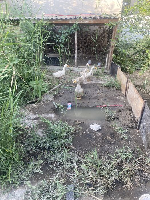 урек сатам балапандар бар