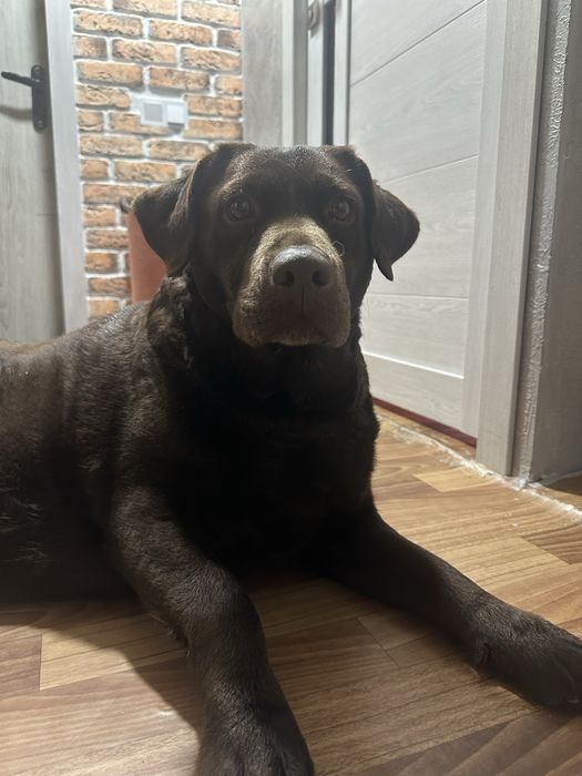 Найдена собака, лабродор.