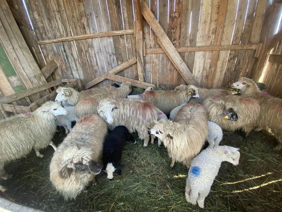 Vand 10 oi cu mieii langa ele