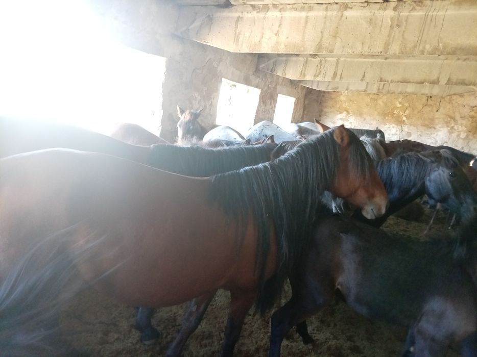 Продам  кабыла  5летны