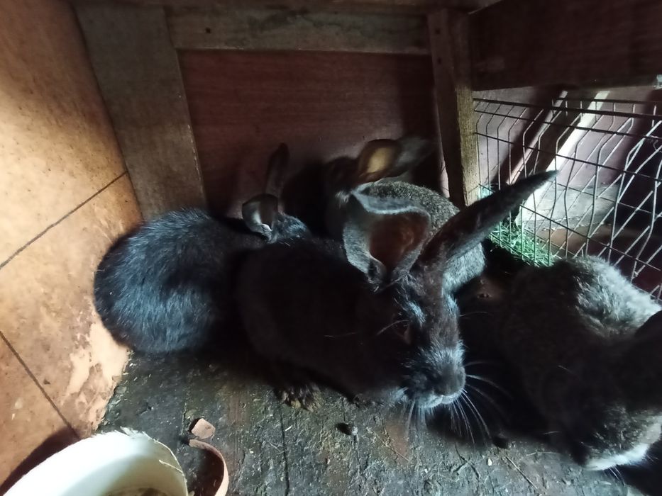 Кролики крольчата