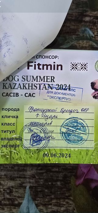 Вязка французский бульдог