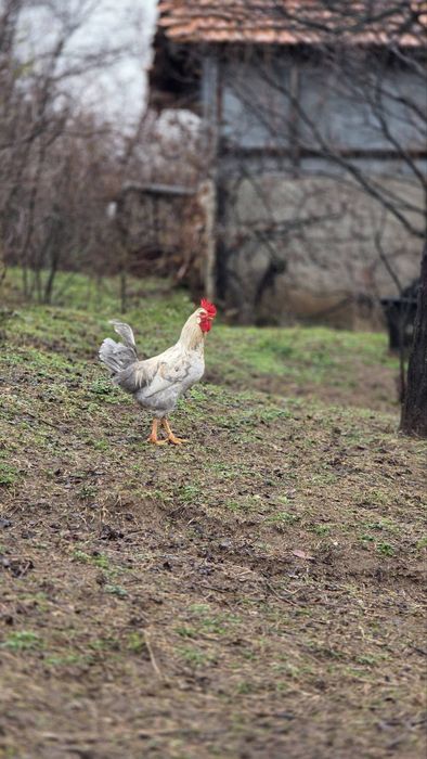 Петли различни породи.