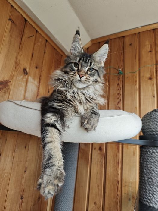 Котенок Мейн кун