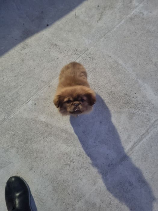 Продаётся пекинес