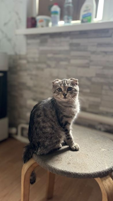Отдам котёнка в добрые руки бесплатно (мама вислоухая)