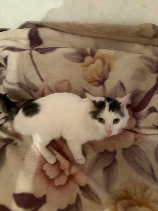 Отдам кота в добрые руки