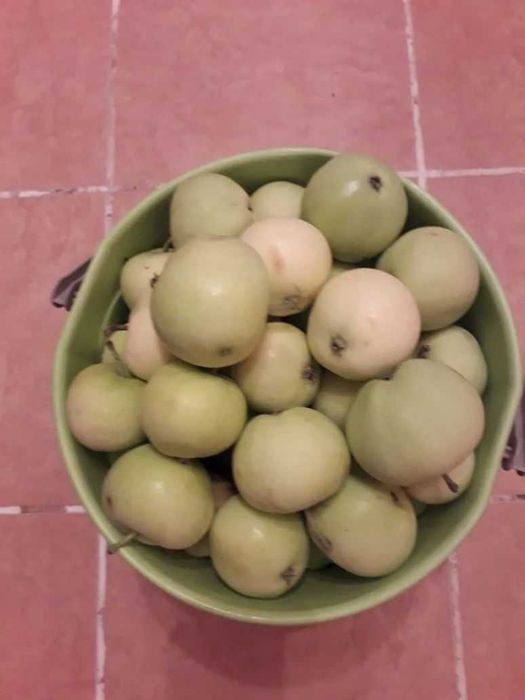 Продам домашние яблоки Белый налив