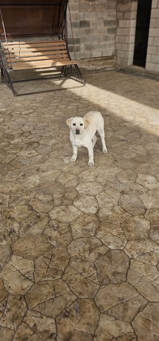 Лабрадор чистокровный срочно