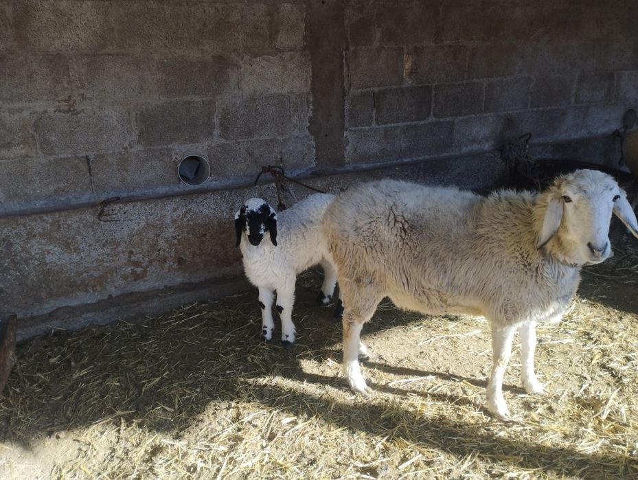 Qora quloq zotli qôylar sotiladi