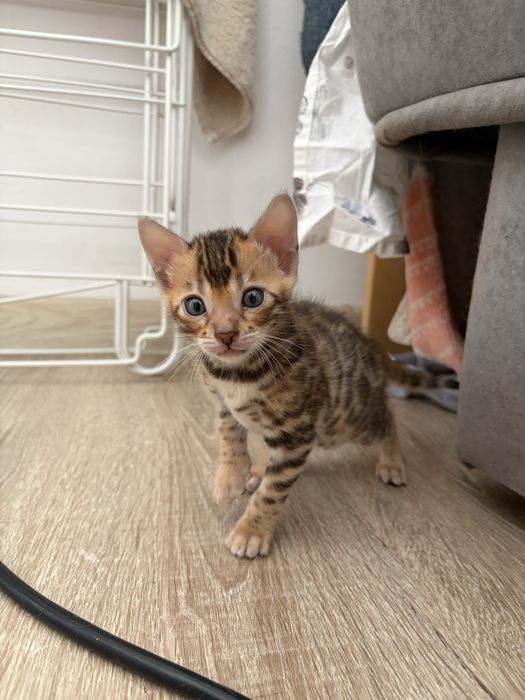 Două pisicuțe Bengal își caută noile familii!