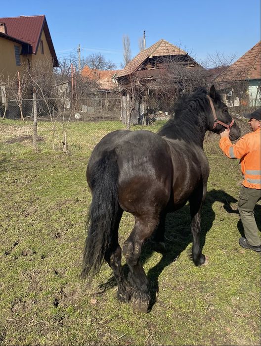 Manza cuminte de vanzare
