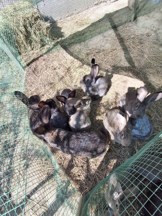 Куйонлар сотилади 200 мингдан