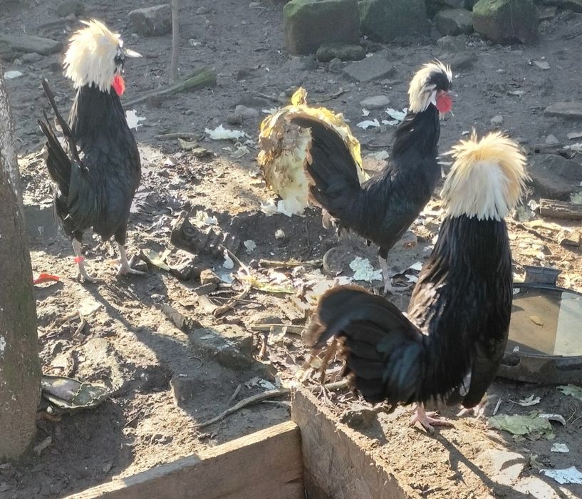 Moțată olandeză (cocoș)