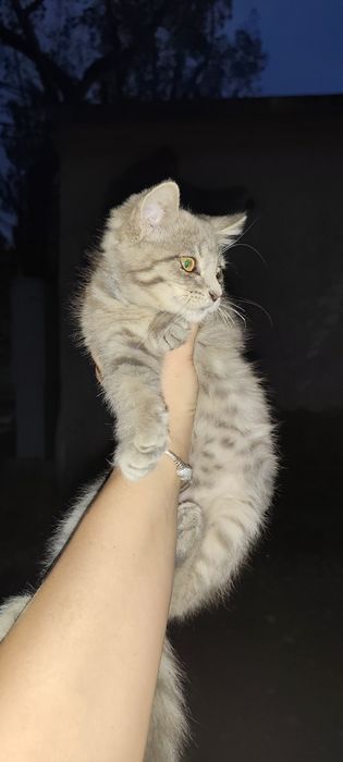 Бесплатно котенок