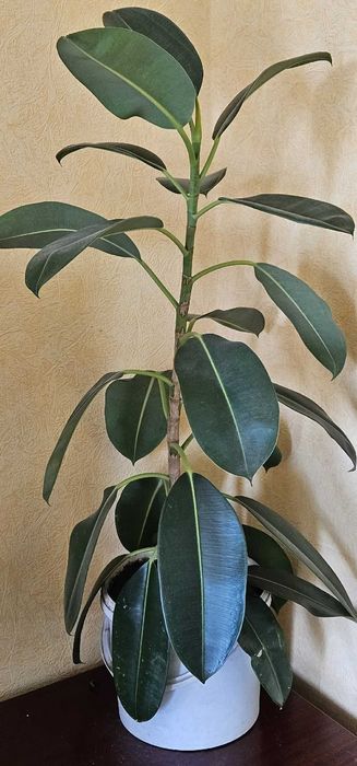 Комнатное растение Фикус