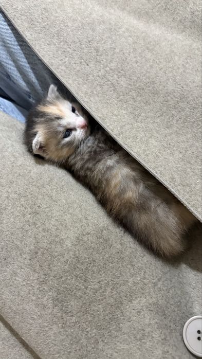 Котята девочка и мальчик)(