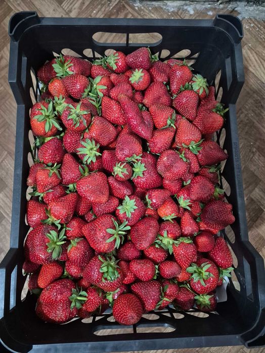 Клубника отличьно