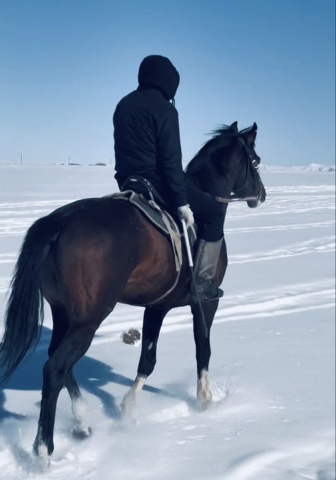 Бесті Айғыр таза қанды