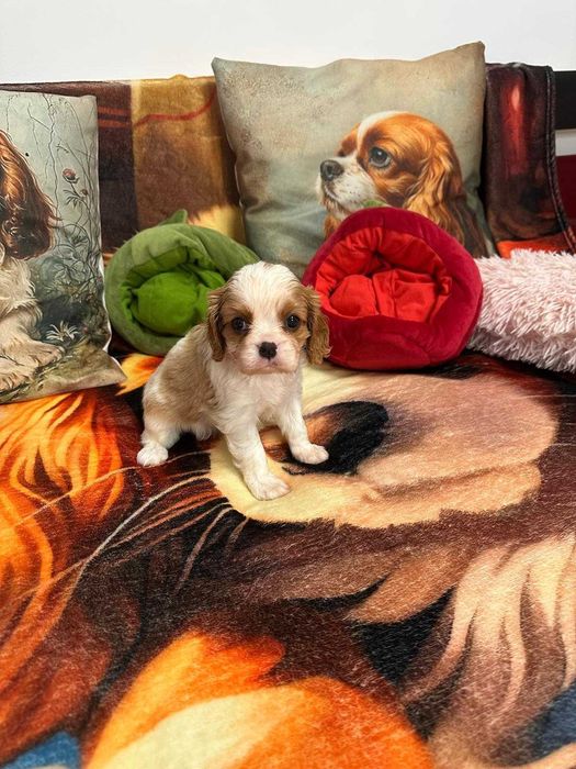 Vindem Fetita de Cavalier KCS din parinti campioni testati genetic