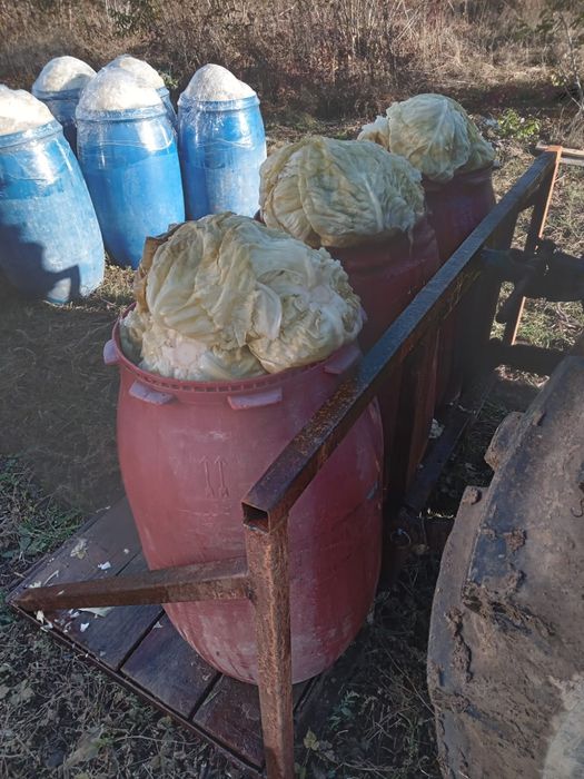 Varza murata goldenslim