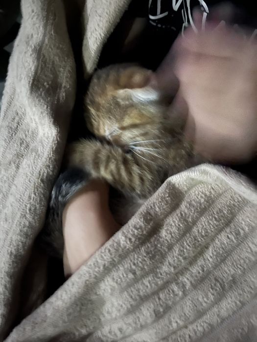 Полу шотландский котенок
