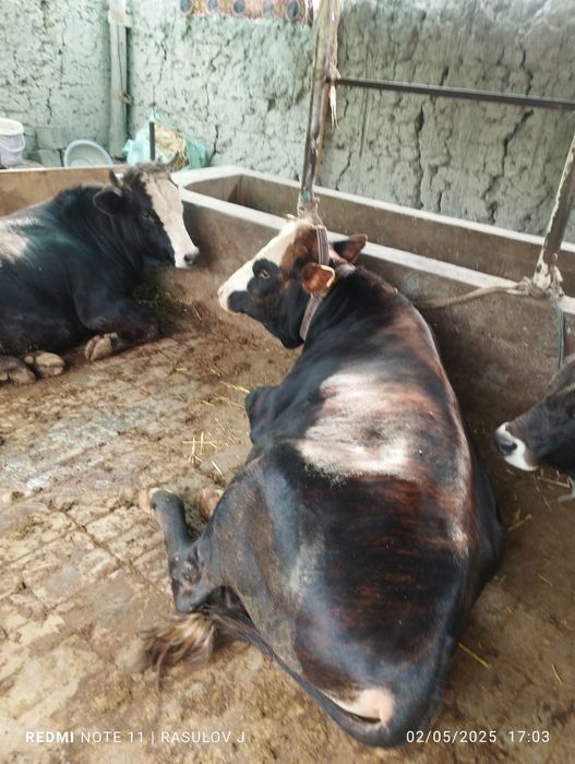 Новвос сотилади соглом еб ичиши зур узим боккан букалар