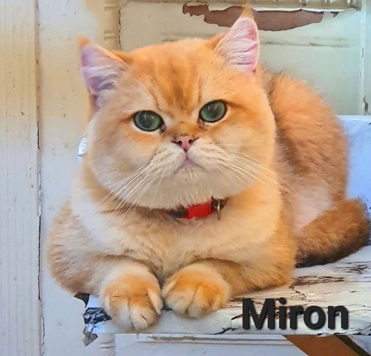 Zalatistiy shinshila ny11 sotiladi