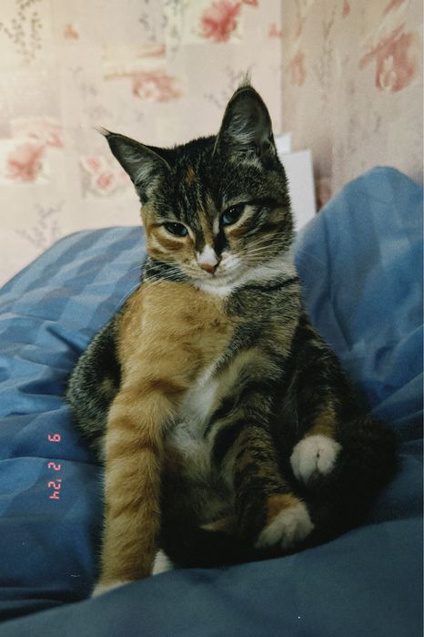 Кошка в добрые руки бесплатно