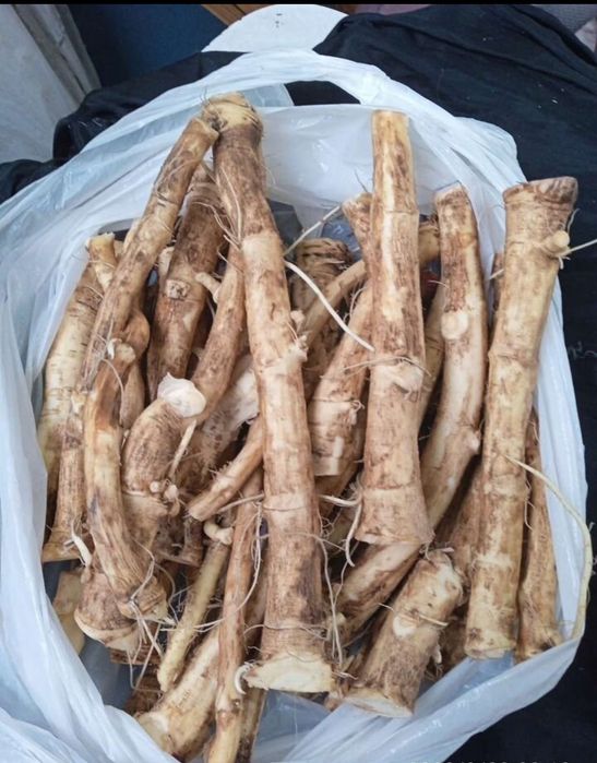 Корень хрена свежий