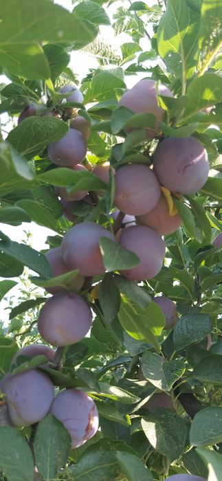 Prune renglot timpurii