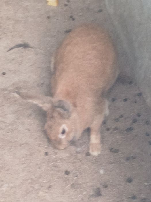 Куёнлар сотилади суйибхам бериш хизмати бор