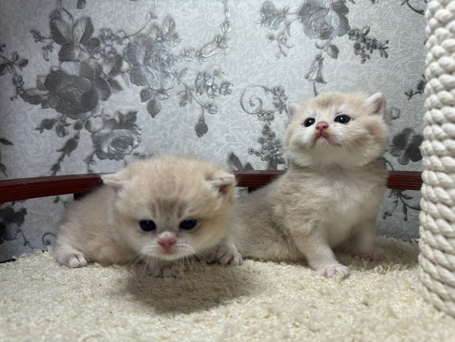 Золотые шиншиллы британские