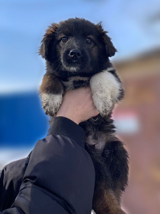 Щенки в добрые руки.