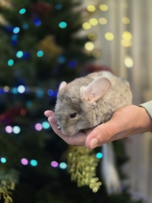 Продам шиншилл мальчиков.