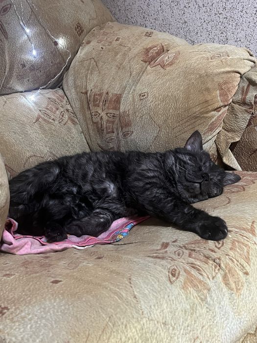 Отдадим кота в хорошие руки