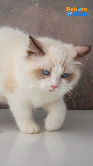 Рэгдолл (Ragdoll) - мальчик от питомника