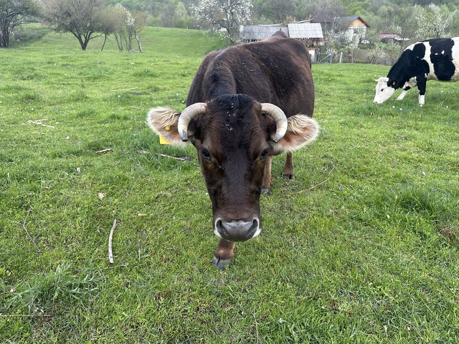 De vanzare ………..