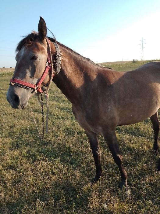 Iapă 3 ani  de vânzare urgent