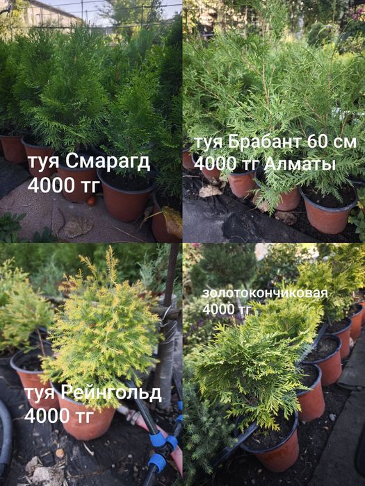 Цветы, кустарники и хвойные