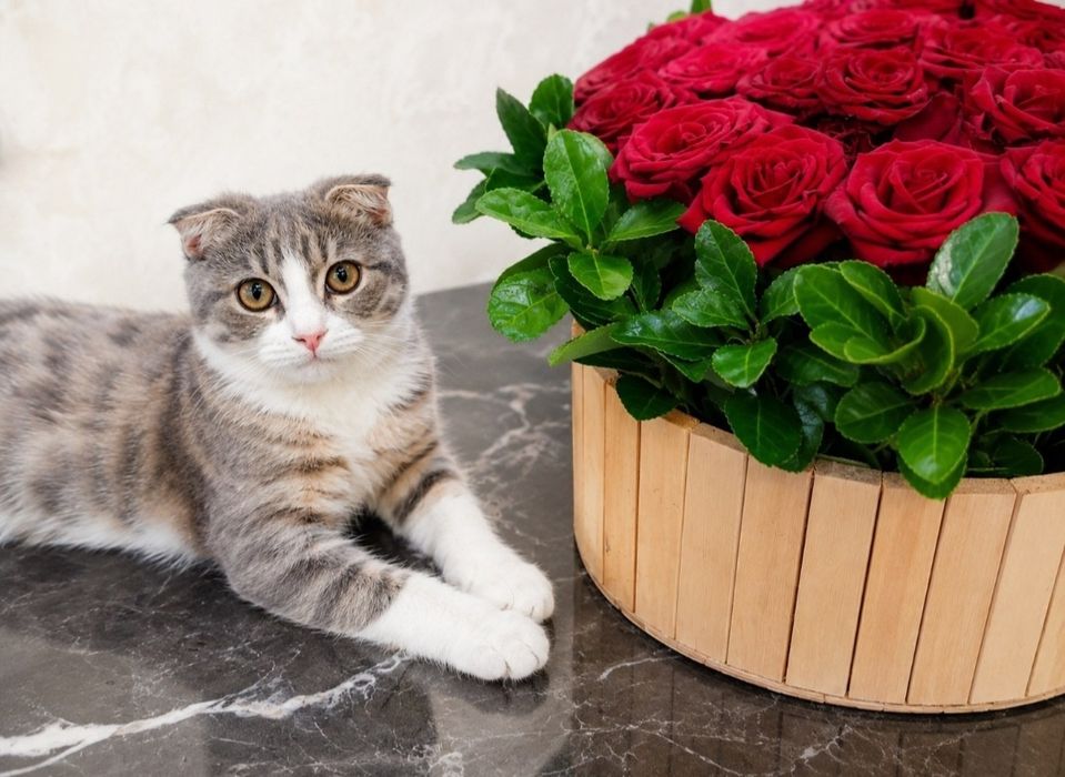 Scottish Fold sotiladi