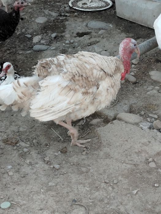 Продам молодых индюков самцов